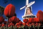 Nederlandse vertaling